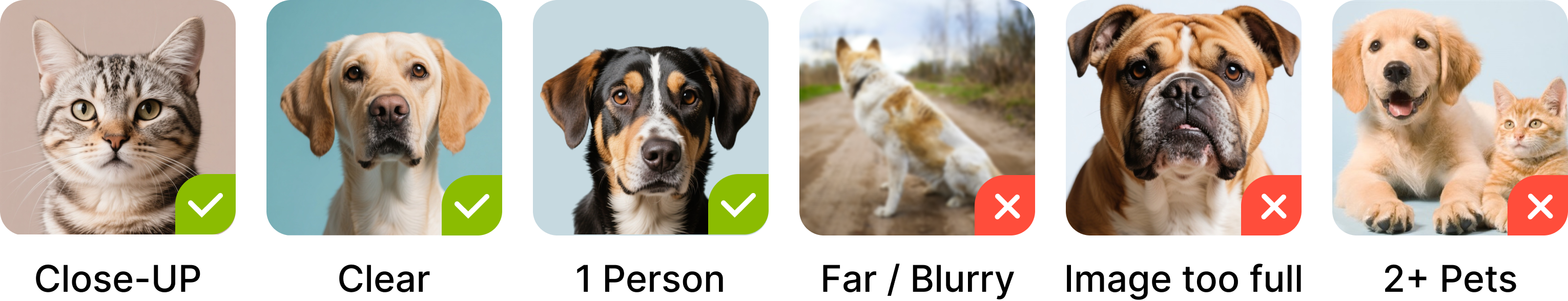 example pets
